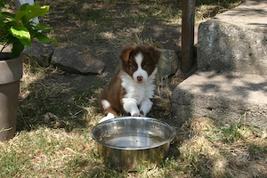 Border Collie Hündin " Braun" 8 Wochen alt