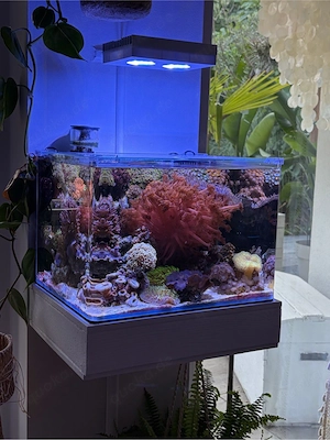 Meerwasser Korallen ,Goniopora 