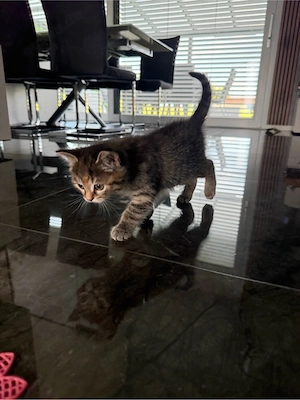Perser-Mix-Kitten weiblich