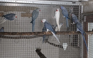3 Zuchtpaare Halsbandsittiche