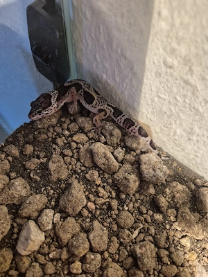 leopardgeckos babys