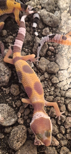Leopardgecko baby