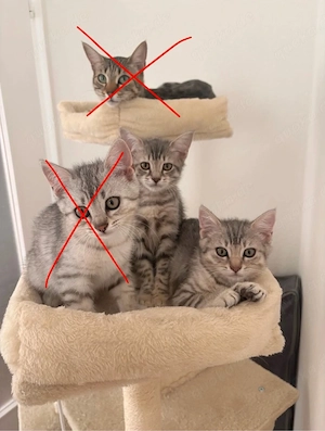 2 Kitten (w) zu vermitteln