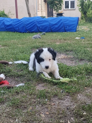 Border Collie Hündin "Pirat" 8 Wochen alt
