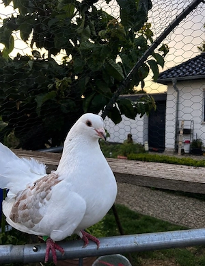 Weiße Taube