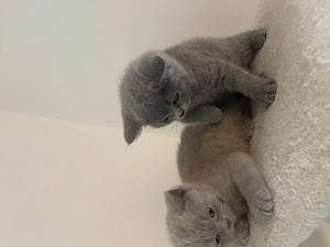4 BKH Baby Katzen!!!
