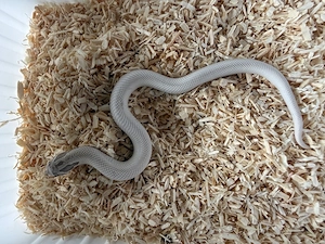 Heterodon nasicus Hakennasennattern