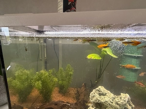 Guppys zu verschenken 