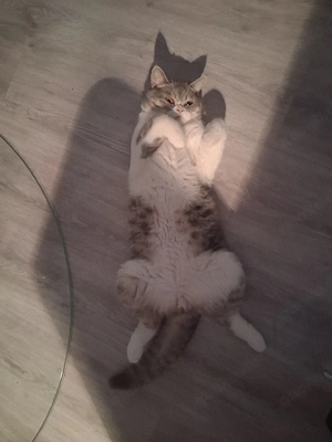 Britisch Kurzhaar (BKH) Kater, 7 Monate liebevolles Zuhause gesucht   