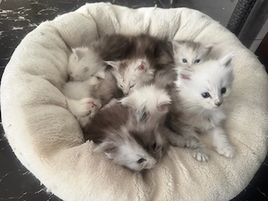 shaded line high smoke Reinrassige Maine Coon Kitten