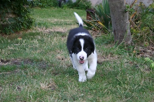Border Collie Rüde "Pumba" 8 Wochen alt