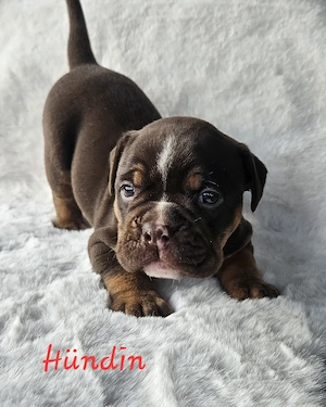 Old English Bulldog Welpen