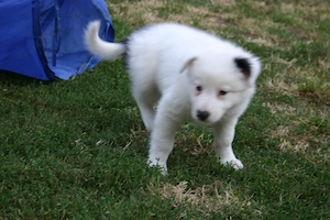 Border Collie Hündin "Nase" 8 Wochen alt