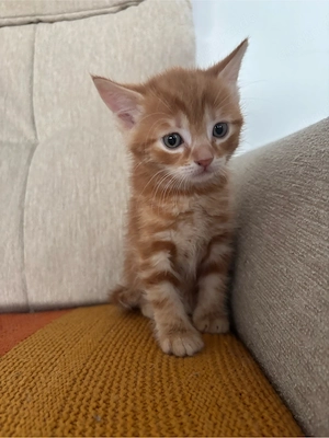 **Britisch -Kurzhaar -Mix Kitten  (Kater ) sucht ein liebevolles Zuhause 