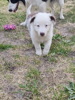 Border Collie Rüde "Fauli" 8 Wochen alt
