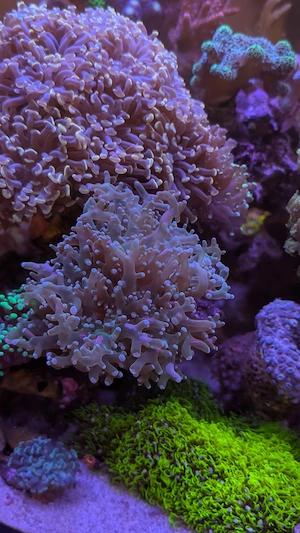 Euphyllia paradavisa Koralle 