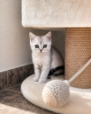 Britisch Kurzhaar (BKH) Kitten Tabby