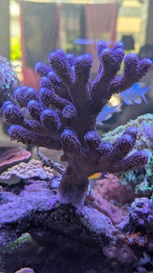 Stylopora Milka Koralle 