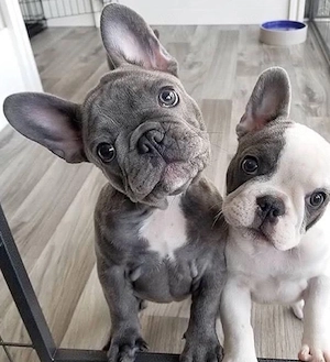 Französische Bulldogge welpen