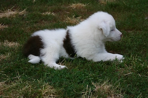 Border Collie Rüde "Flecki" 8 Wochen alt
