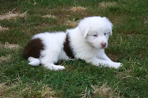 Border Collie Rüde "Flecki" 8 Wochen alt