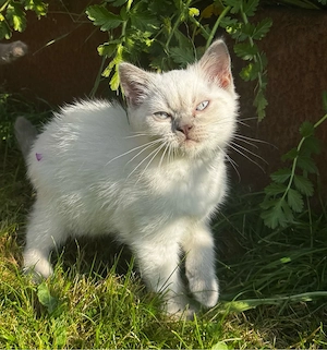 Reinrassiger BKH Lilac Point mit blauen Augen 