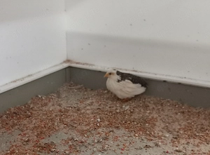 Chinesische Zwergwachtel Henne