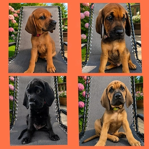 Rhodesian Ridgeback Weimaraner Mischlings Welpen