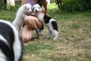 Border Collie Rüde "Panda" 8 Wochen alt