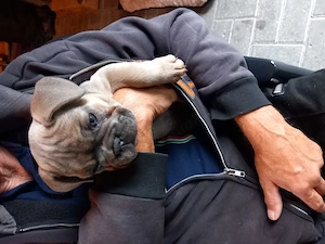 Verkaufe eine Französische Bulldoggen Mädchen [Retrozüchtung)