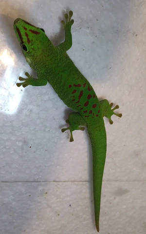 Ph. grandis der Großen Taggecko Weibchen Subadult ca 19 cm    