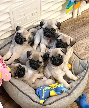 Mops welpen