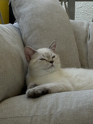 BKH Kitten zu vergeben 4 Monate jung
