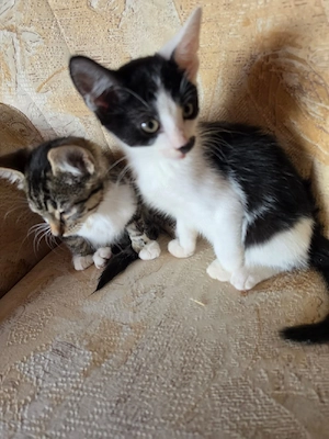 Kitten Katzen babys 