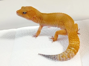 1.0 Electric Tangerine het. Eclipse Tremper Albino 