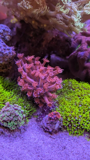 Goniopora Pink Koralle 