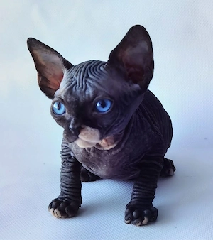 Wunderschöne Sphynx-Kätzchen (männlich & weiblich)   12 Wochen alt