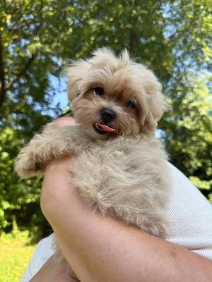Maltipoo mini 