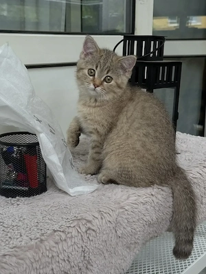 BKH Kitten zu vergeben 4 Monate Jung