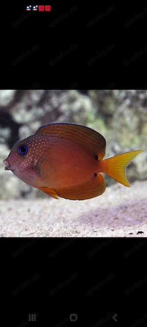 borstenzahn Doktor - Meerwasser - fisch