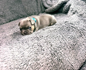 Französische bulldogge Welpen 