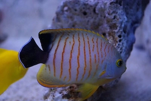 Meerwasser - Eibls Zwergkaiserfisch - Centropyge eibli