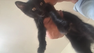 Katzenbabys 
