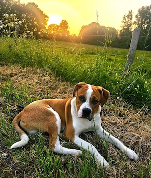 Labrador-Mix sucht ein liebevolles neues Zuhause
