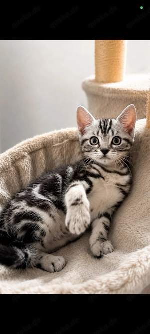babykatzen Kitten 