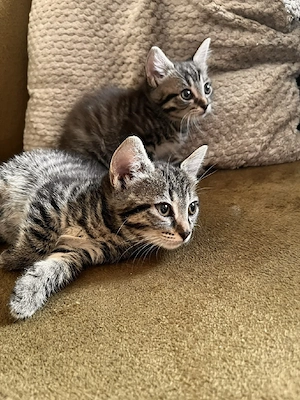 Ekh kitten geschwister 