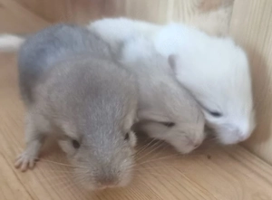 Chinchallababies