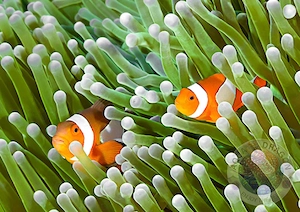 Amphiprion ocellaris Anemonenfisch Paar