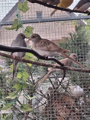 Diamanttäubchen 