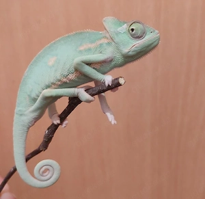 Kleines Jemen Chamäleon Männchen mit Fehler